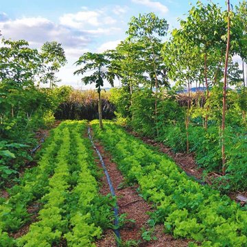 Regenerative Agriculture